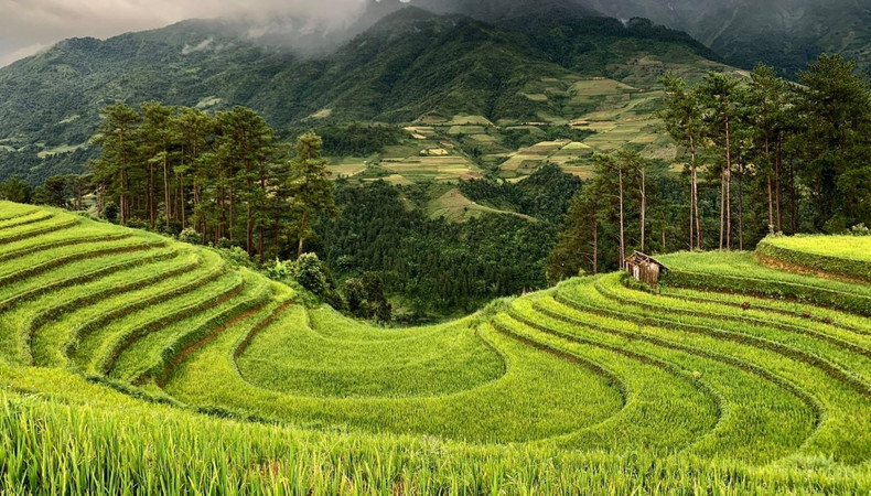 Mu Cang Chai inondé de la couleur jaune de rizières en terasse ảnh 4