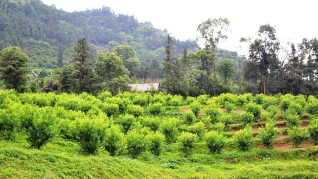 Saison des pêches précoces à Bac Ha ảnh 1 Saison des pêches précoces à Bac Ha ảnh 1