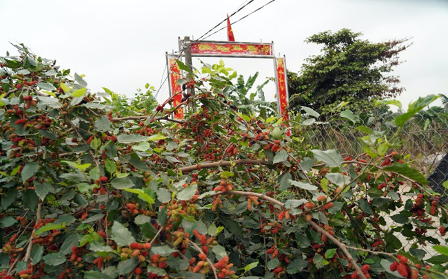 Avril : saison de récolte des mûres à Hanoï ảnh 9