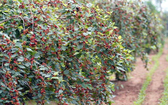 Avril : saison de récolte des mûres à Hanoï ảnh 4