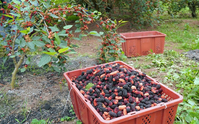 Avril : saison de récolte des mûres à Hanoï ảnh 7