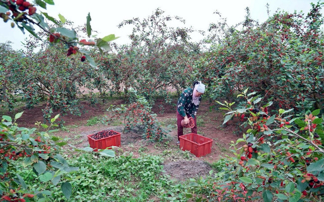 Avril : saison de récolte des mûres à Hanoï ảnh 8