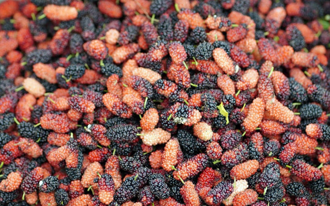 Avril : saison de récolte des mûres à Hanoï ảnh 1