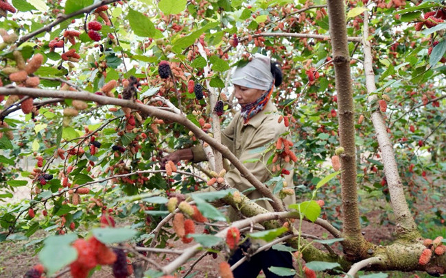Avril : saison de récolte des mûres à Hanoï ảnh 2