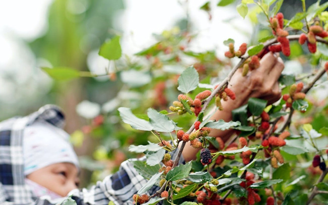 Avril : saison de récolte des mûres à Hanoï ảnh 6