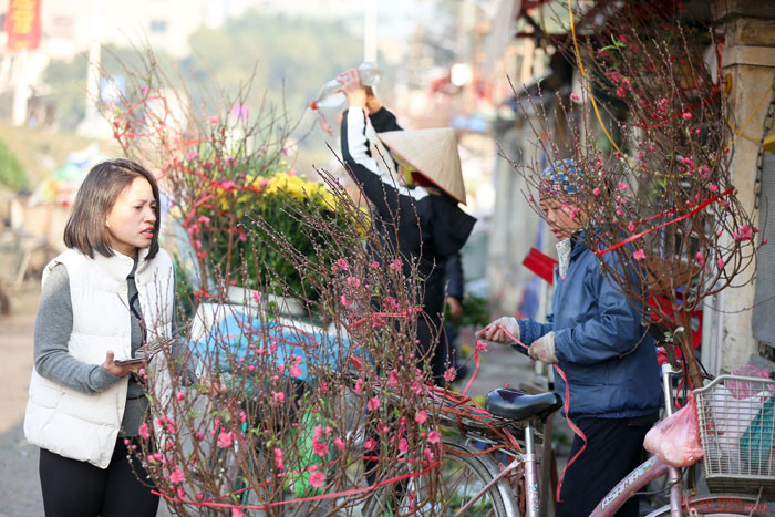 Des fleurs de pêcher précoces dans les rues de Hanoi ảnh 4