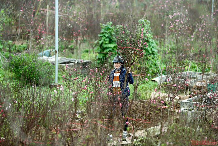 Des fleurs de pêcher précoces dans les rues de Hanoi ảnh 8