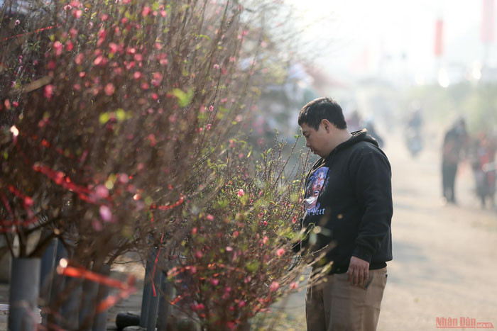 Des fleurs de pêcher précoces dans les rues de Hanoi ảnh 2