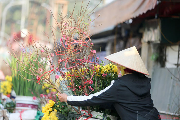 Des fleurs de pêcher précoces dans les rues de Hanoi ảnh 1