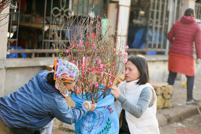 Des fleurs de pêcher précoces dans les rues de Hanoi ảnh 5