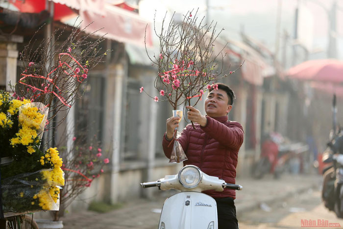 Des fleurs de pêcher précoces dans les rues de Hanoi ảnh 6