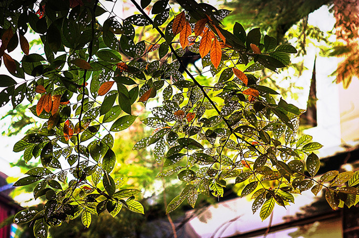 Un attrayant Hanoi en automne ảnh 3 Un attrayant Hanoi en automne ảnh 3