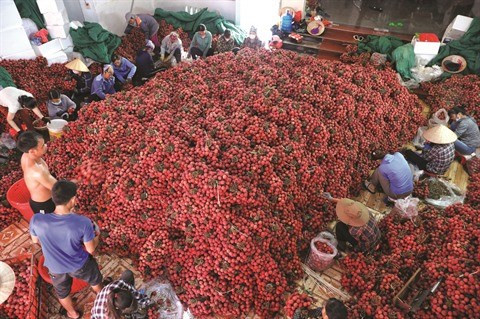 Intensifier les exportations agricoles formelles vers la Chine ảnh 1 Intensifier les exportations agricoles formelles vers la Chine ảnh 1