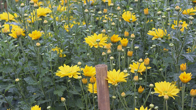 Le village floricole de Tây Tuu à Hanoï s'affaire à préparer le Têt ảnh 4 Le village floricole de Tây Tuu à Hanoï s'affaire à préparer le Têt ảnh 4