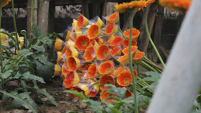 Le village floricole de Tây Tuu à Hanoï s'affaire à préparer le Têt ảnh 7 Le village floricole de Tây Tuu à Hanoï s'affaire à préparer le Têt ảnh 7