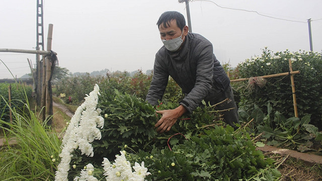 Le village floricole de Tây Tuu à Hanoï s'affaire à préparer le Têt ảnh 9 Le village floricole de Tây Tuu à Hanoï s'affaire à préparer le Têt ảnh 9