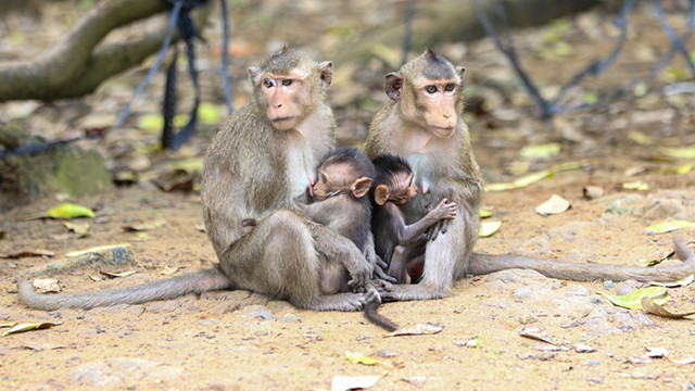 Découvrir l’île des singes à Cân Gio ảnh 5 Découvrir l’île des singes à Cân Gio ảnh 5