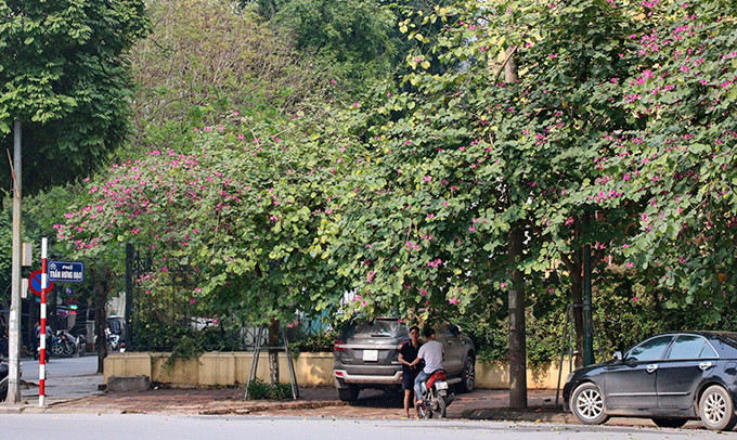 La beauté des fleurs de bauhinia à Hanoï ảnh 2