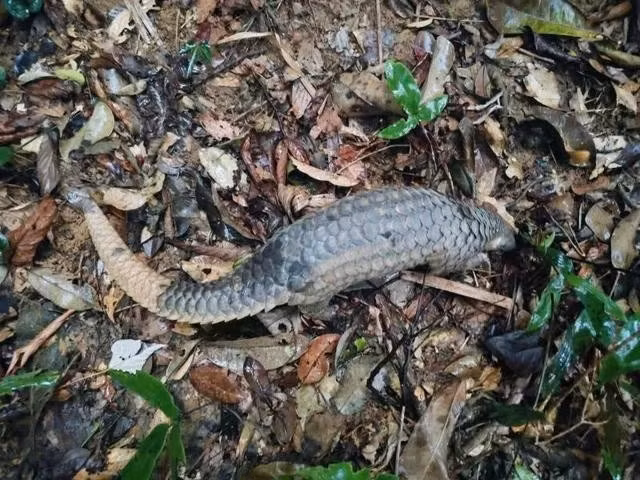 Le pangolin de Java a été relâché dans son habitat naturel. Photo : Centre de sauvetage, de conservation et de développement des créatures.