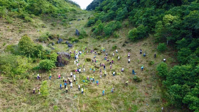 En 2024, la campagne a permis de planter 35 000 arbres et de restaurer 53 hectares de forêt dans les régions de Hang Kia-Pa Co (ancienne province de Hoa Binh) et de Van Ho (province de Son La). Photo : NDEL.