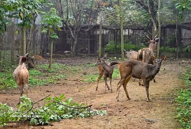 Les cerfs sont soignés dans le parc national de Cuc Phuong. Photo : VNA.