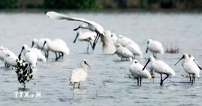 Spatules dans le parc national de Xuan Thuy. Photo : VNA.