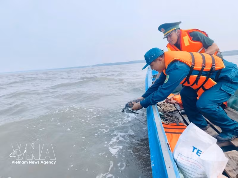 Relâche d'une tortue olivâtre en mer à Ca Mau. Photo : VNA.