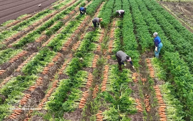 Récolte de carottes destinées à l'exportation dans une zone de production concentrée à grande échelle, commune de Tue Tinh, ville de Hai Phong. Photo : VNA.
