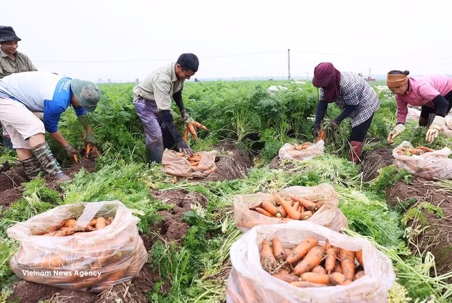 Ramassage des carottes destinées à l'exportation. Photo : VNA.
