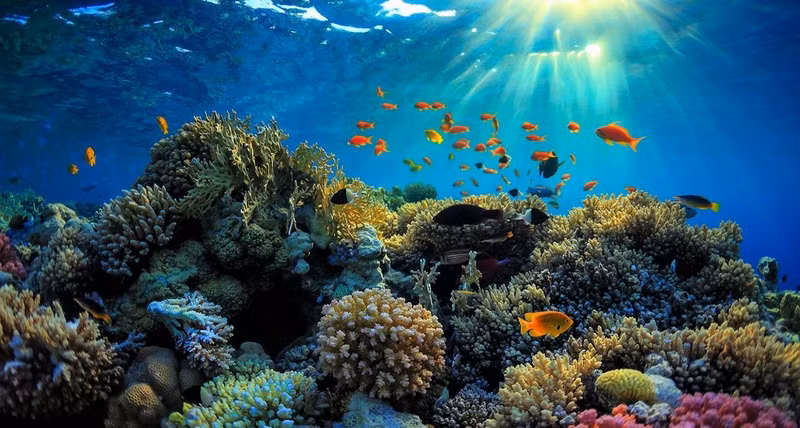 Le Vietnam réaffirme son engagement pour la protection des océans et des écosystèmes marins. Photo : baomoitruong.
