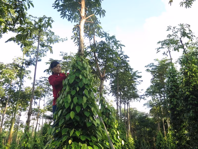 Entretien d'une plantation de poivriers dans la province de Dong Nai (au Sud).