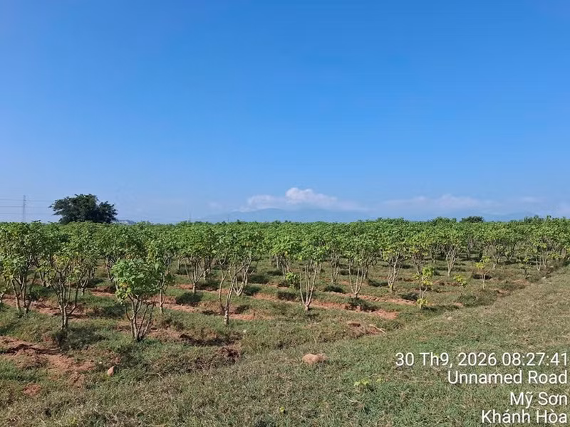 Selon les recherches japonaises sur les huiles non alimentaires, le Jatropha résiste bien à la sécheresse et peut pousser sur des terres en friche, sablonneuses et érodées ou peu fertiles. Photo : Star Japan.