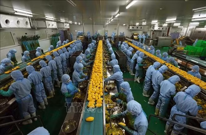 Chaîne de transformation de produits agricoles destinés à l’exportation vers le Japon, les États-Unis et l’Europe chez B’LaoFood, dans la province de Lam Dong. Photo : VNA.