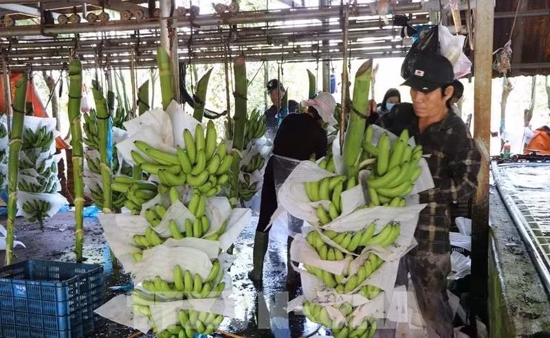 Les exportations de produits agrico-sylvicoles et aquatiques en hausse de près de 30 % en janvier. Photo : VNA.