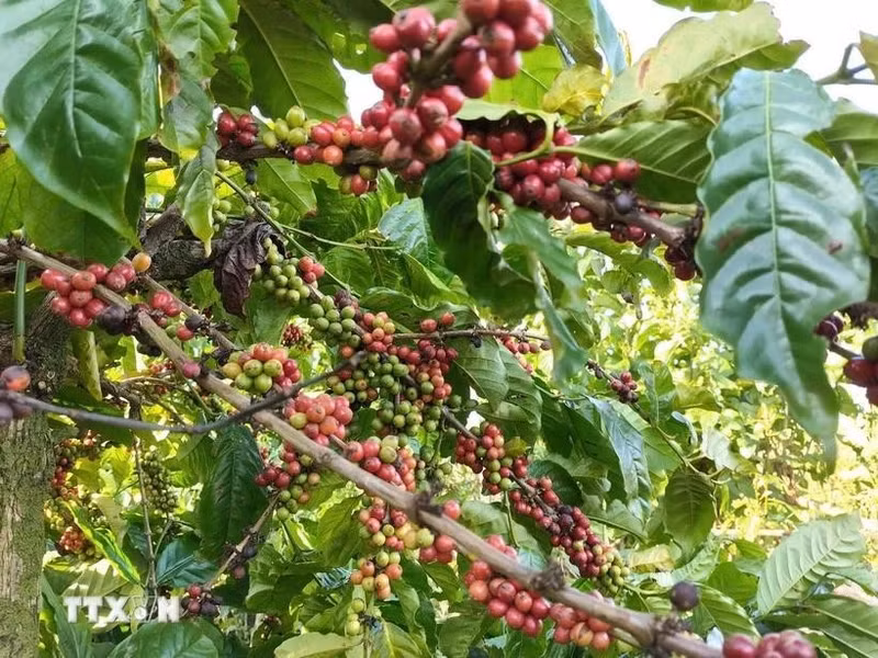 Le café est l'un des produits d'exportations du Vietnam vers l’Algérie. Photo : VNA.