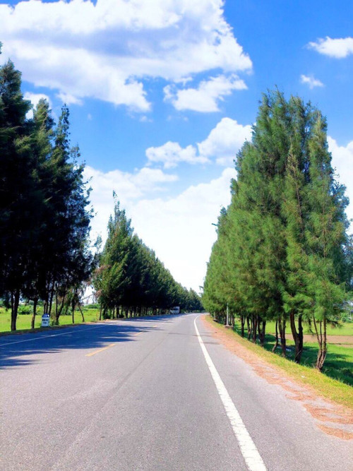 L’un des points forts de Binh Ngoc est un chemin bordé de grands filaos.