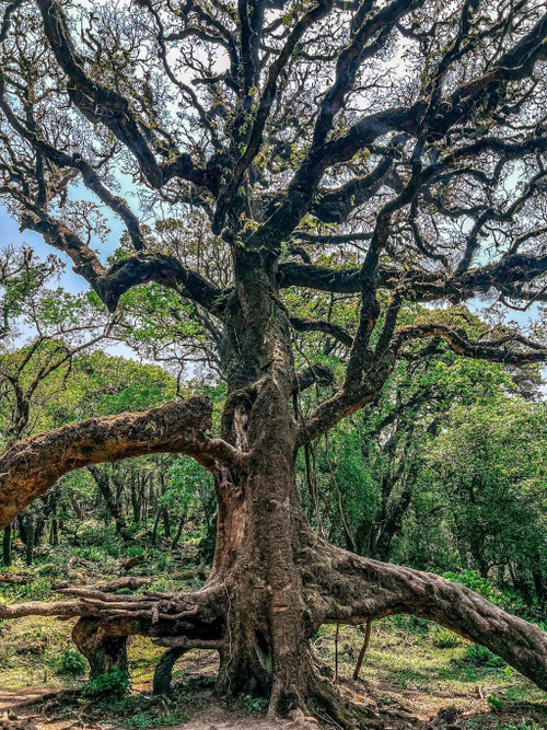 Un arbre centenaire couvert de mousse dans la forêt. Un arbre centenaire couvert de mousse dans la forêt.