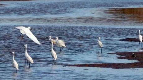Le parc national de Xuan Thuy reconnu parc du patrimoine de l'ASEAN