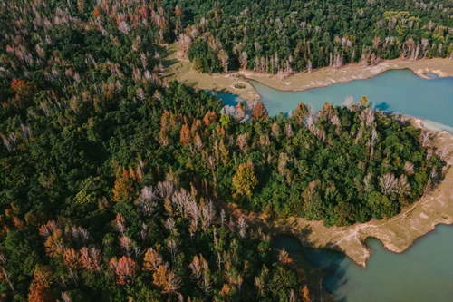 Une vaste forêt d'érables. Photo : vietnamnet.vn