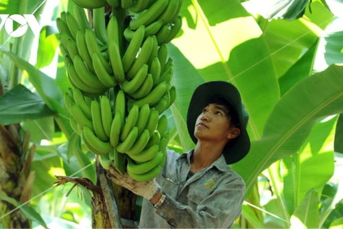 La nouvelle variété de bananes développée par Unifarm présente un taux de résistance allant jusqu’à 98 %, mais sa commercialisation est retardée par des procédures d’homologation longues et complexes pour la protection des obtentions végétales. Photo : VOV.