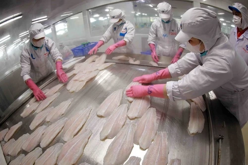 Les exportations de pangasius du Vietnam devraient atteindre près de 2,2 milliards de dollars en 2025. Photo : VNA.