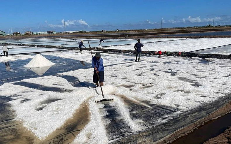 Les sauniers de Bac Liêu en pleine récolte du sel. Photo : Thanh Cuong Les sauniers de Bac Liêu en pleine récolte du sel. Photo : Thanh Cuong
