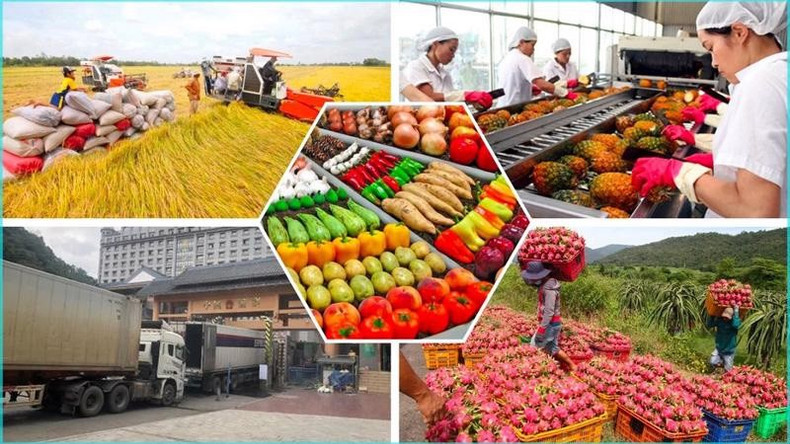 Les exportations agricoles reprennent en ce début d’année. Photo : congthuong. Les exportations agricoles reprennent en ce début d’année. Photo : congthuong.