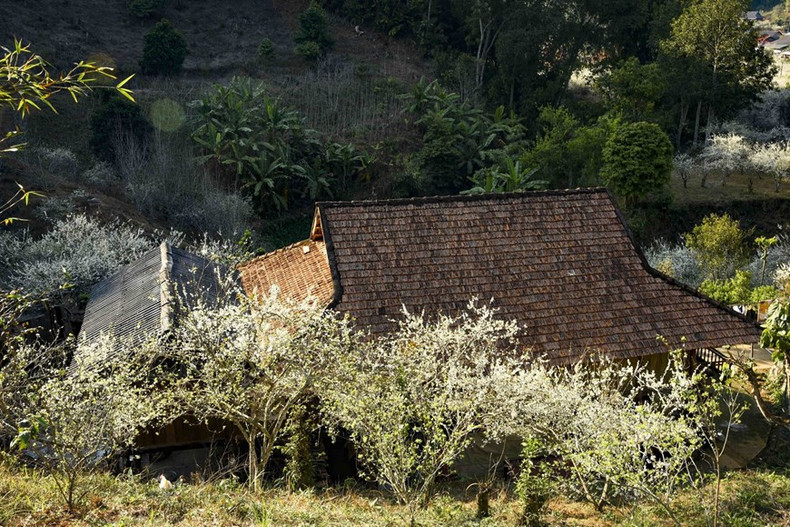Les visiteurs ont en ce moment l’occasion d’admirer un véritable "paradis blanc" au village de Phiêng Ban. Photo: VNA