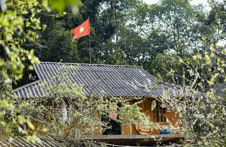 Le village de Phiêng Ban est l’un des endroits ayant la plus grande surface de vergers de pruniers de la province de Diên Biên avec près de 20 ha. Les pruniers s’épanouissent partout, entre les maisons sur pilotis, au pied des collines ou au bord des routes. Photo : VNA