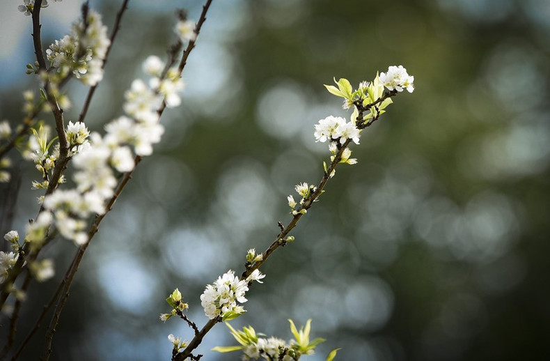 Les fleurs blanches dégagent une beauté sereine. Photo: VNA