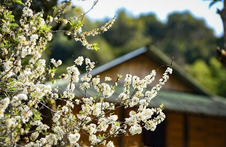 De la mi-janvier à la fin février, ces fleurs sont à l’apogée de leur beauté, ce qui crée une atmosphère romantique attirant de nombreux visiteurs. Photo: VNA