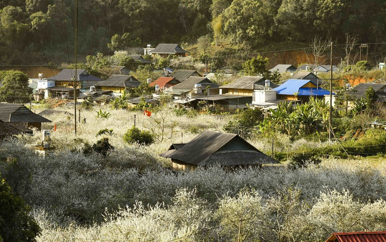 Les pruniers fleurissent tout près des maisons sur pilotis des habitants de l'ethnie Thai. Photo: VNA