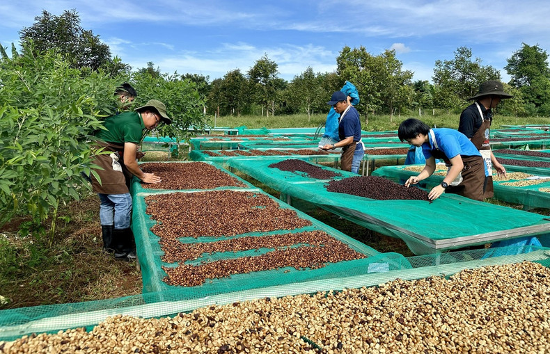 La production de café de spécialité apporte une grande valeur économique aux agriculteurs de Dak Lak. Photo : VOV.
