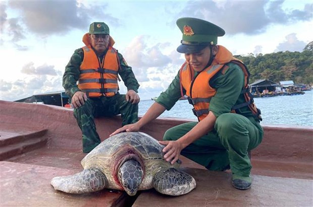 Une tortue marine est relâchée dans l&apos;océan. Photo : VNA.